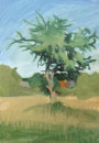 An apple tree, 2003