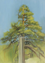 Pine in side of the road, 2004