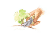 Proper grape cutting, 2014